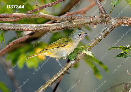 Chestnut-vented Conebill (Conirostrum speciosum)